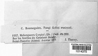 Melampsoridium carpini image